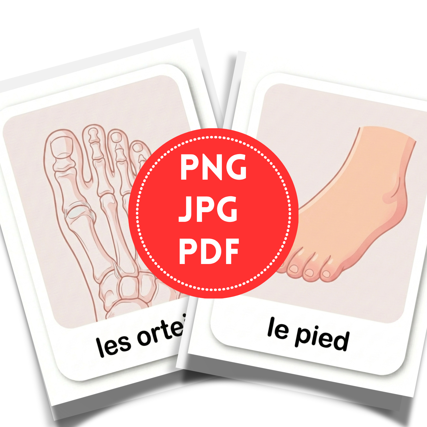 Printable French Human Body Flashcards | 20 Page Kids Anatomy Activity Kit